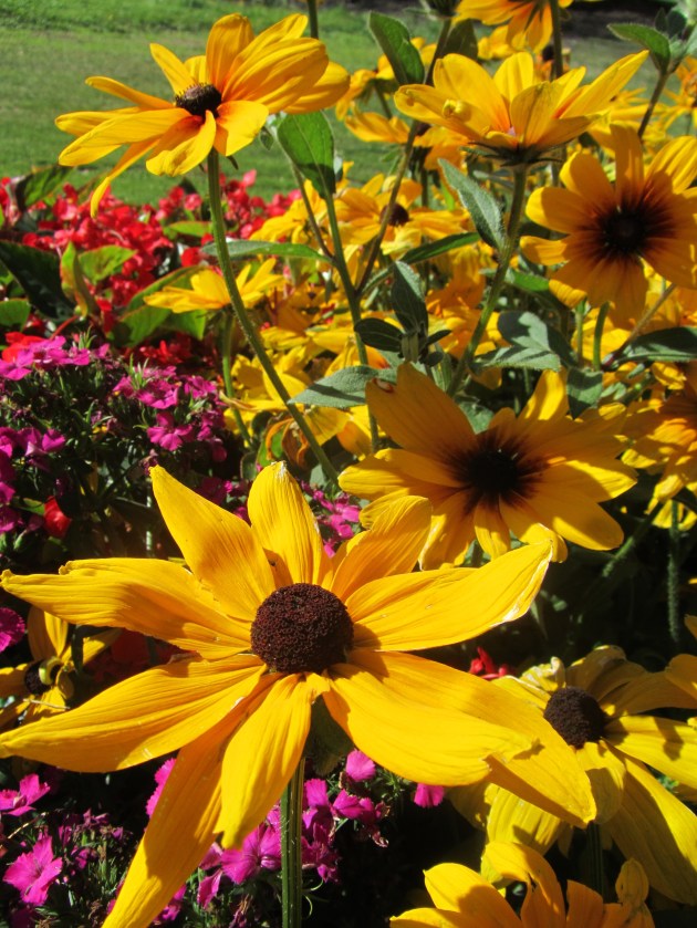 Black Eyed Susans