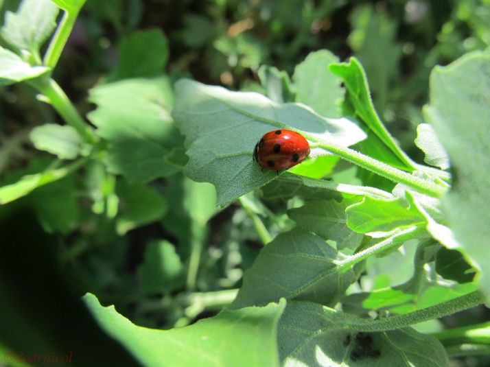 little red beauty