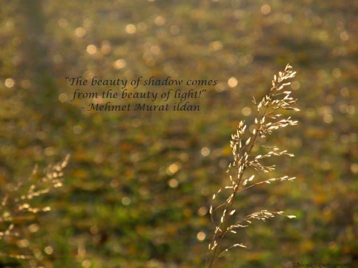 the light in the shadow