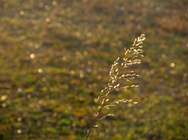 soft autumn breeze