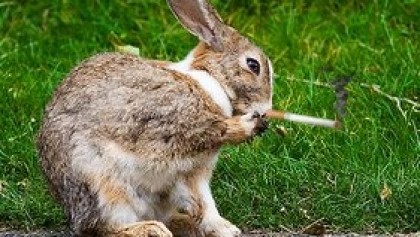 smoking bunny