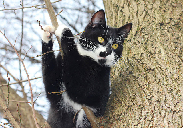 cat in a tree