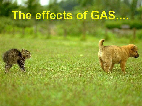 dog-gas dog-gas
