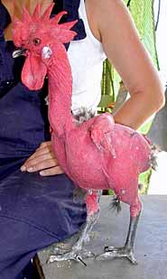 featherless-chicken.jpg