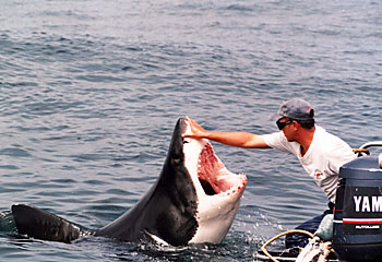 shark-in-south-africa.jpg
