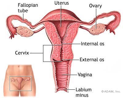 This is a Normal Uterus
