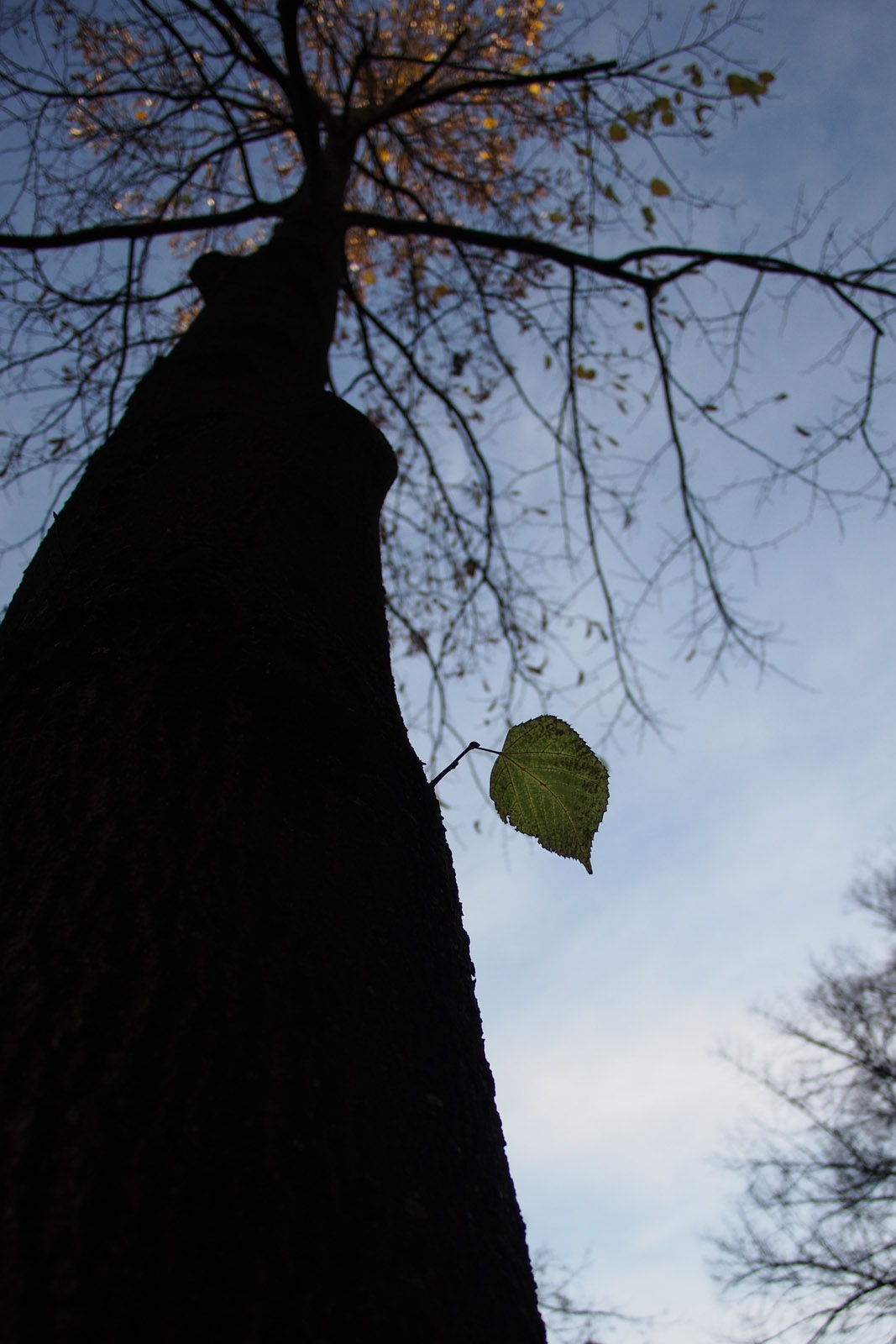a leaf falls (not)