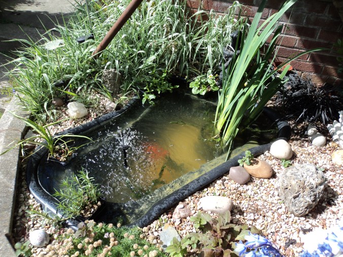 Fish pond after its clean.
