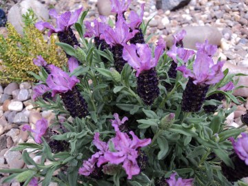 Lavender.
