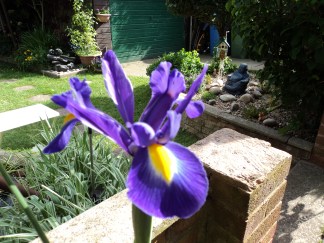 One Lone Iris blooms proud .