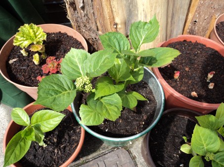 Hydrangeas cuttings.