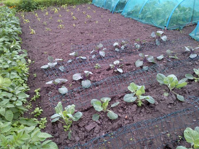 Sweet corn has now got much bigger now the chill winds have stopped