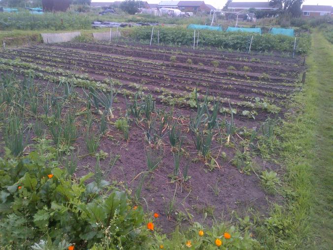 Looking up the plot from the shed..