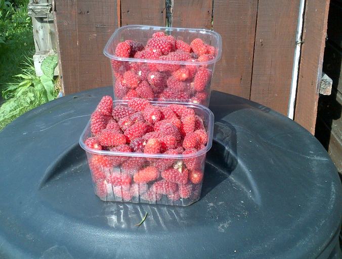 Loganberries Bumper crop