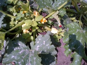 Courgettes in close up