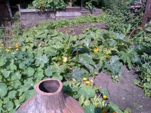 Courgettes