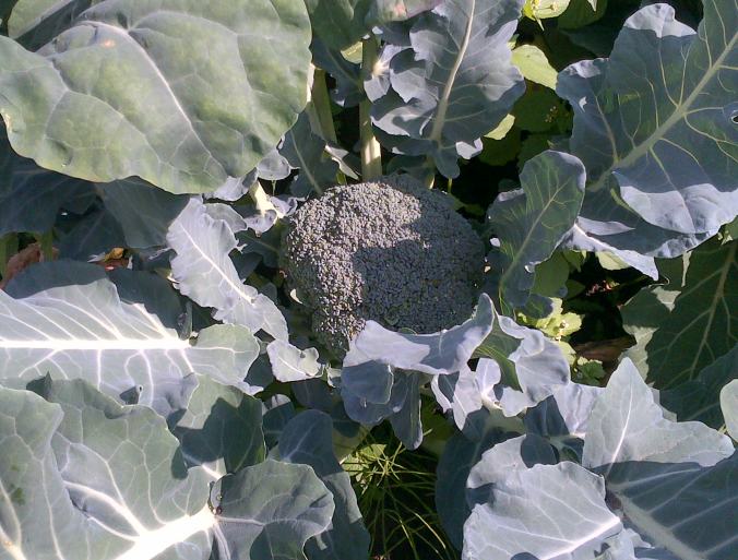 Broccoli