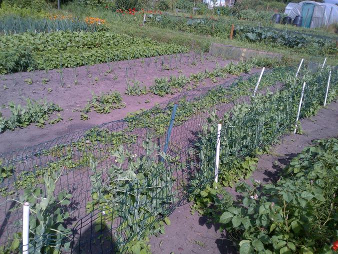 Peas second planted row