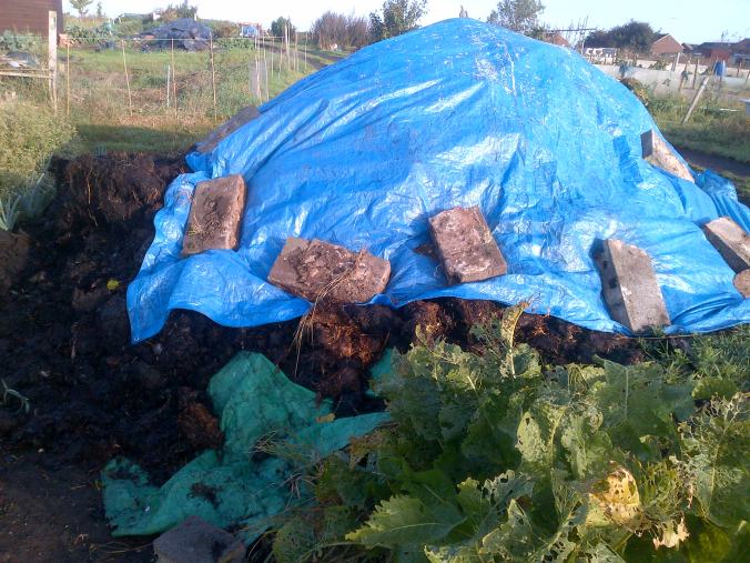 This was a large trailer of Manure delivered from the farm.. Unfortunately it overspilled right over the leeks.