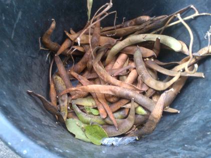 Saved Runner Beans pods for seeds