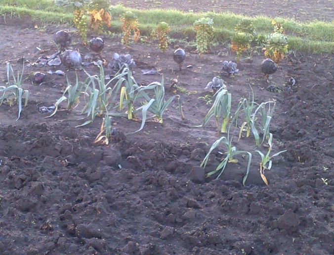 Leeks and Red Cabbage
