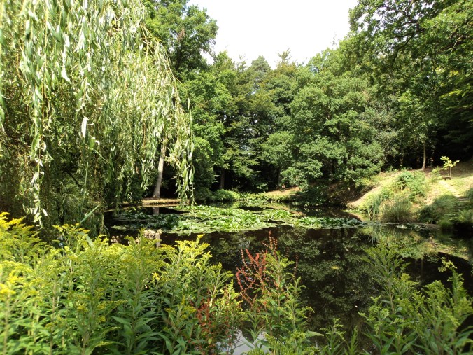 A wonderful water lily filled pond