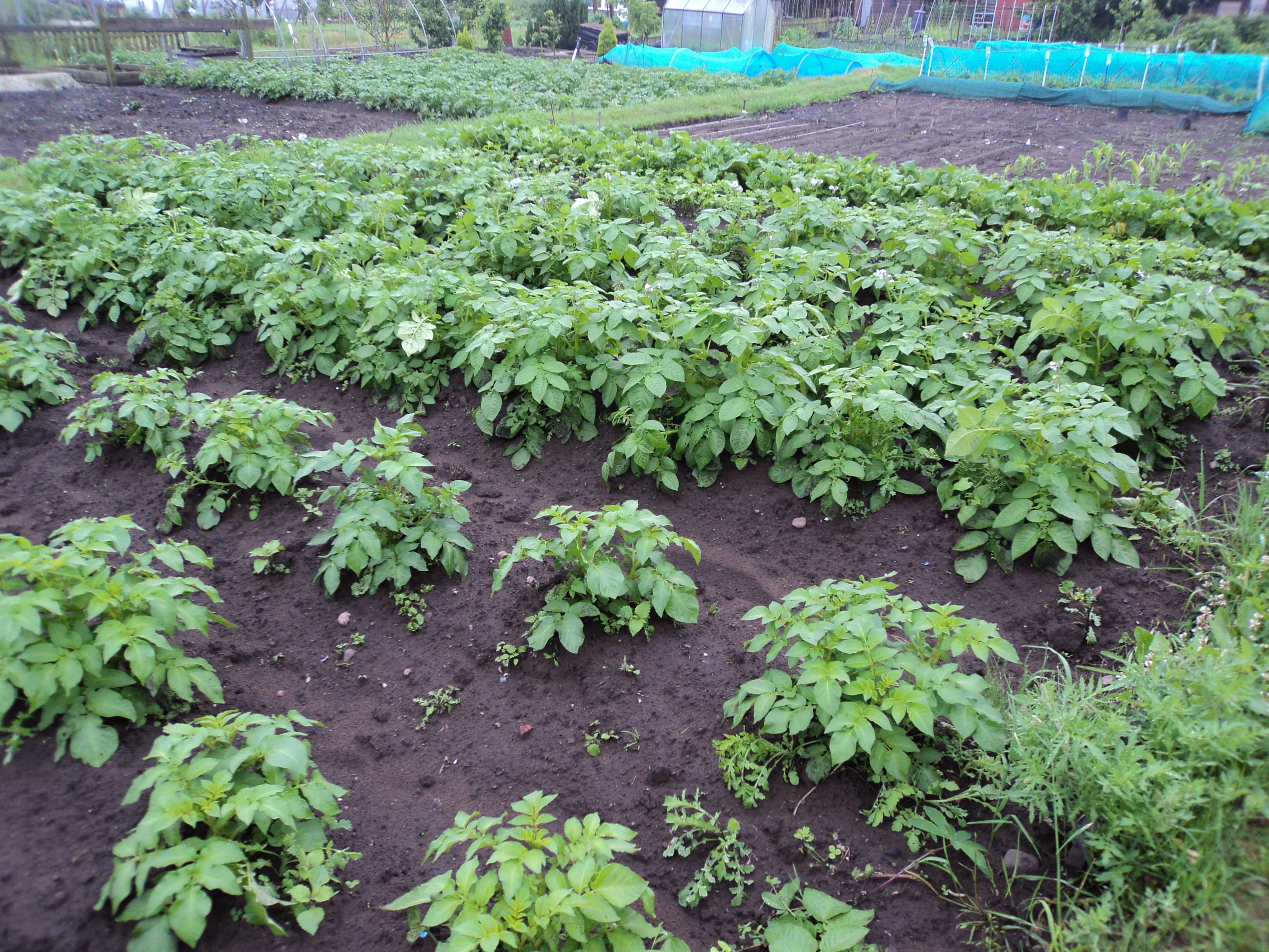 Potato crop