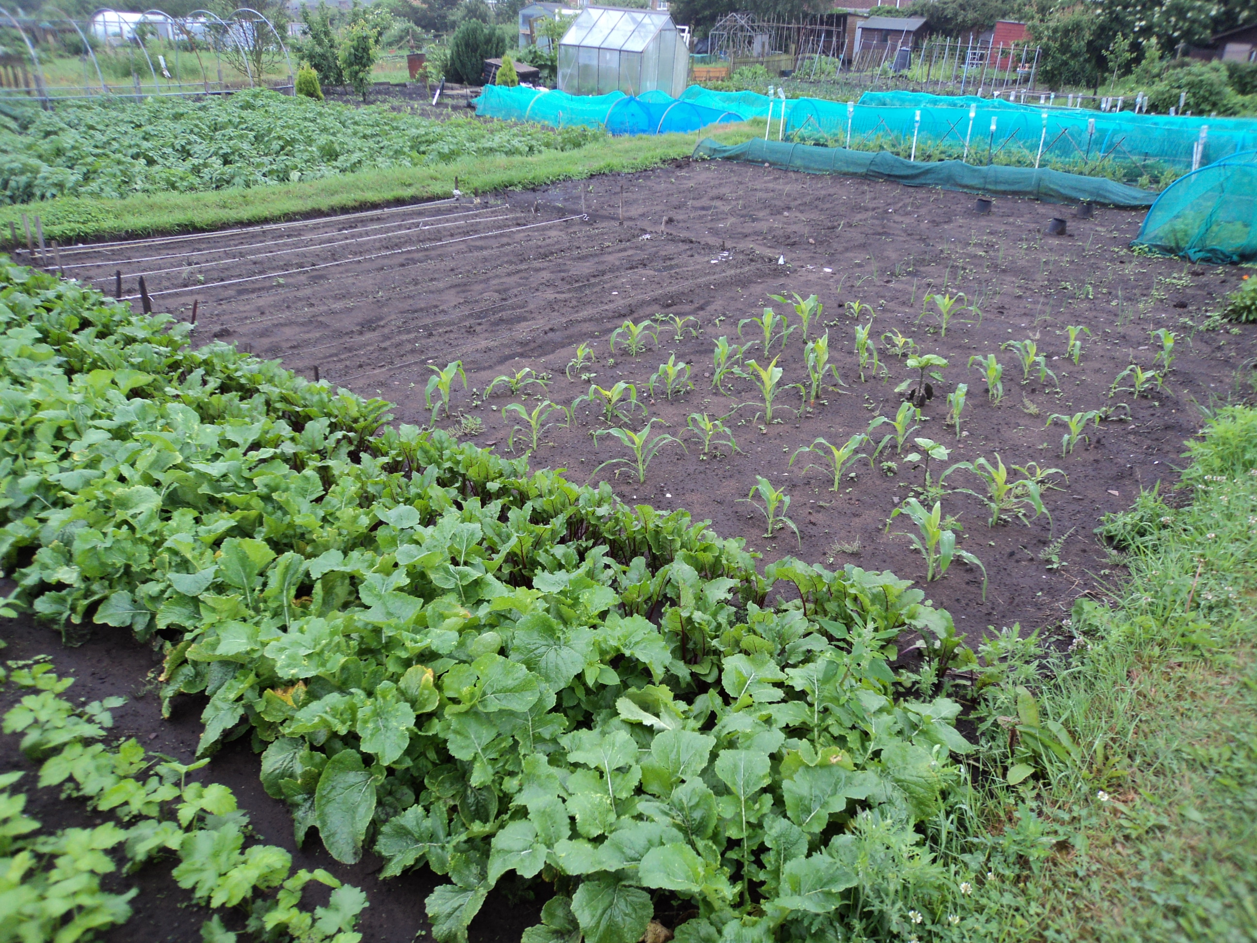 Veggies, Sweetcorn