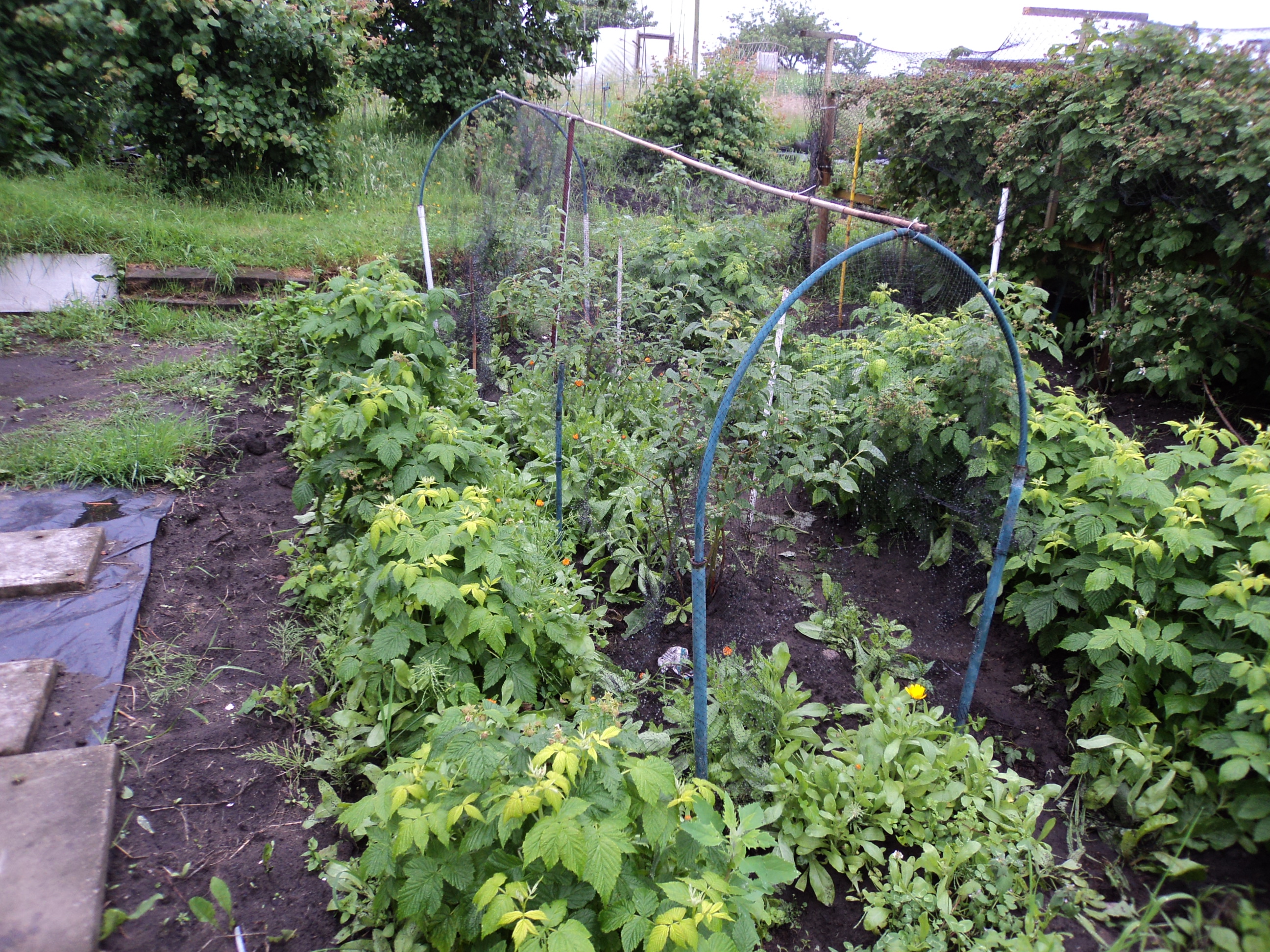 Fruit Bushes