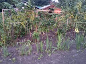 Raspberry Canes And Gladioli