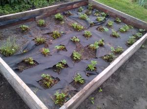 Strawberry Bed