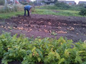 Potato Picking