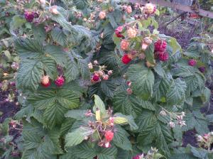 Raspberries Autumn