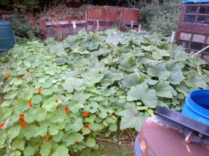 Butternut Squash