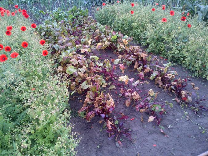 After weeding Beetroot