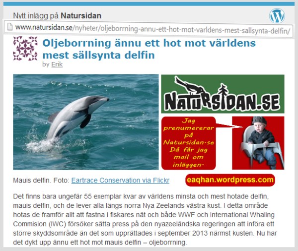 Hot mot delfin