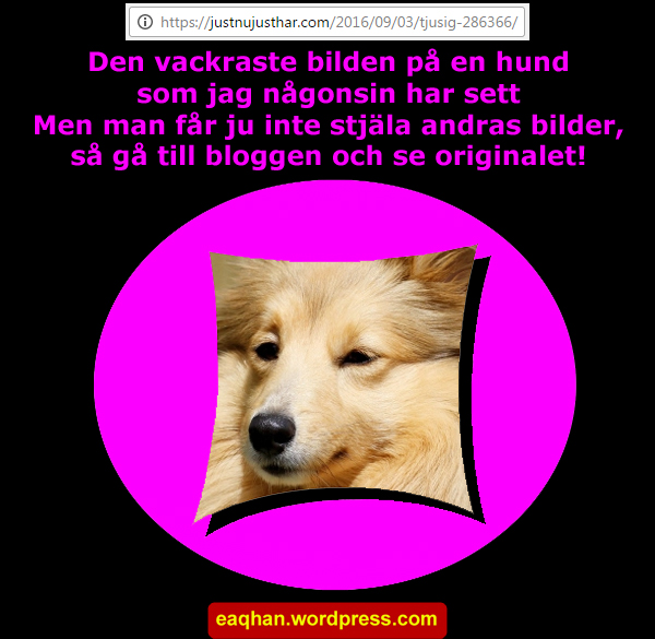 Vacker hund.jpg