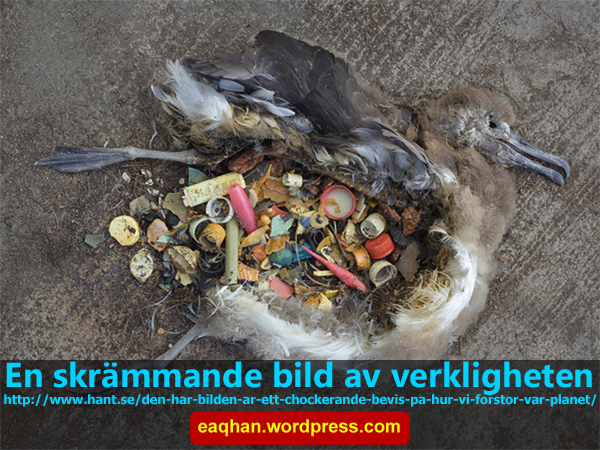 Skräp i fågel.jpg