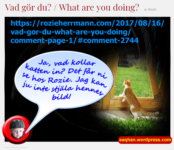 Rozies katt.jpg