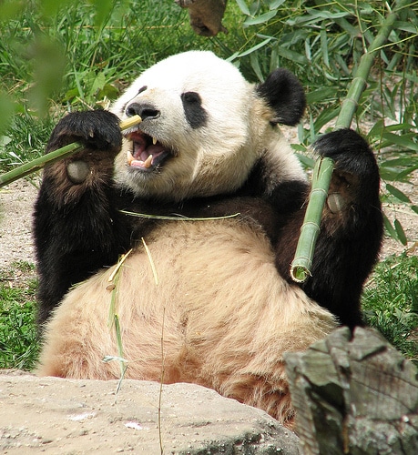 Eating Panda