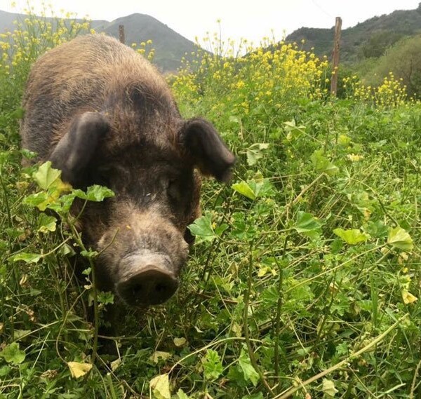 pastured pig