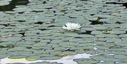 lilly-pad-blooming