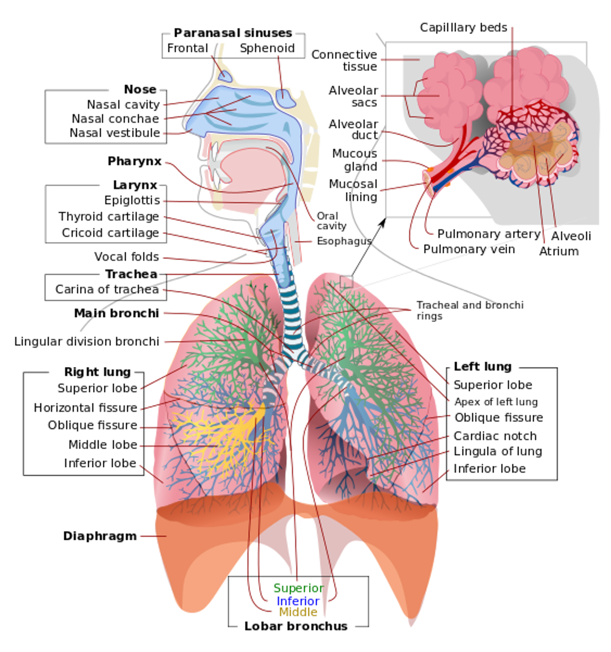 https://echopen.wordpress.com/wp-content/uploads/2017/05/respiratory-system-complete-_.png
