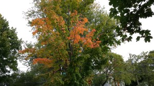 Autumnarrives