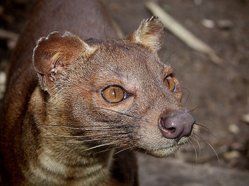 Fossa