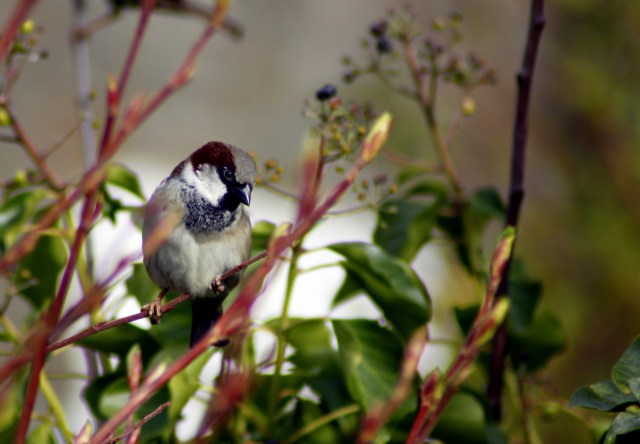 House sparrow (Passer domesticus) (3)