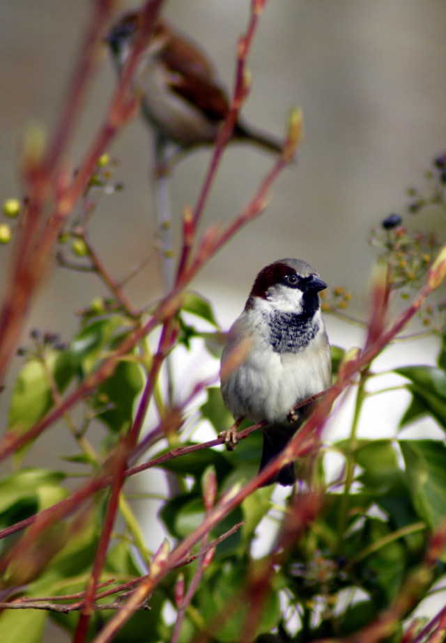 House sparrow (Passer domesticus) (4)