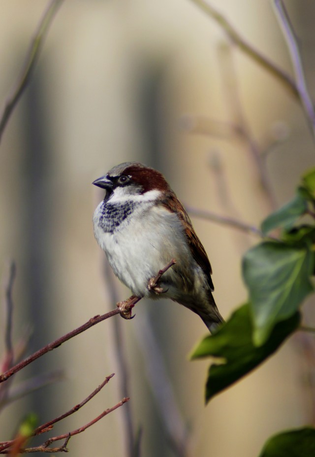 House sparrow (Passer domesticus) (5)