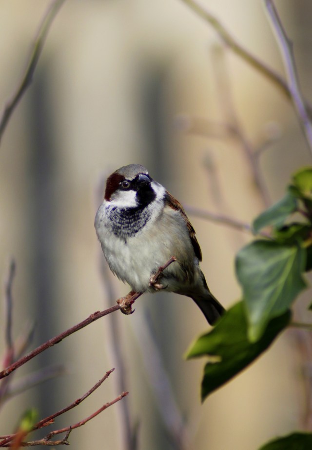 House sparrow (Passer domesticus) (6)