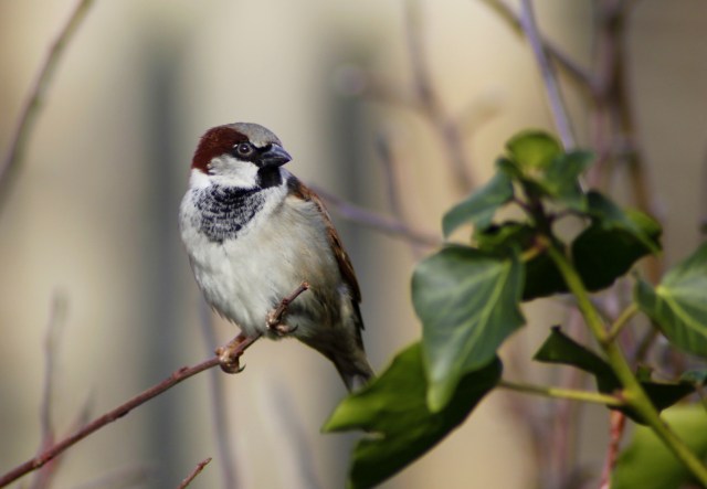 House sparrow (Passer domesticus) (7)
